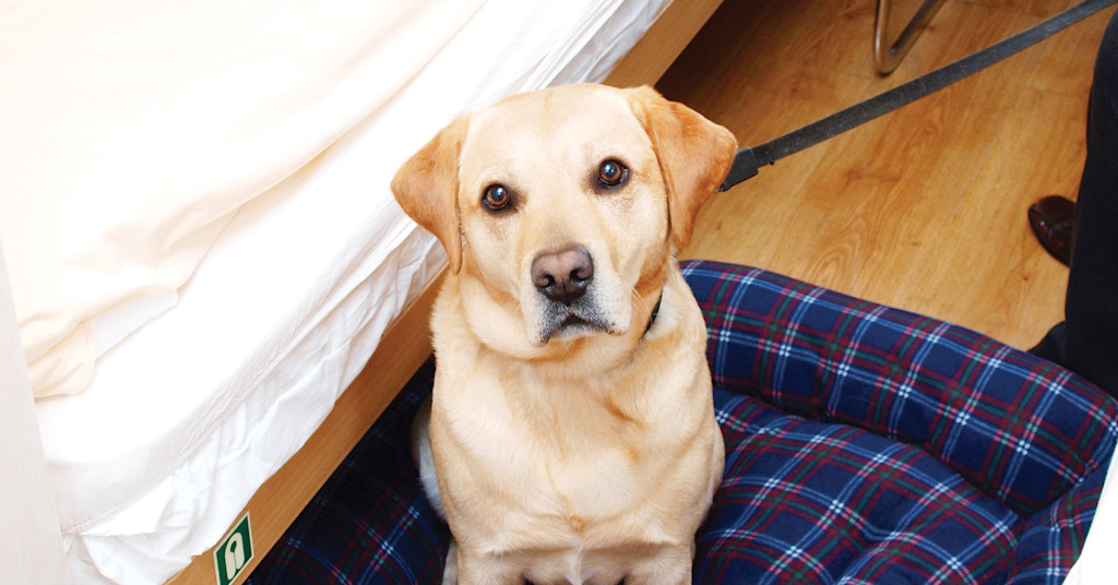 Dog on the Ferry, pets on the Portsmouth to St Malo ferry